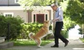 Hachi: Bir Köpeğin Hikayesi (2009)