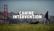 Canine Intervention izle